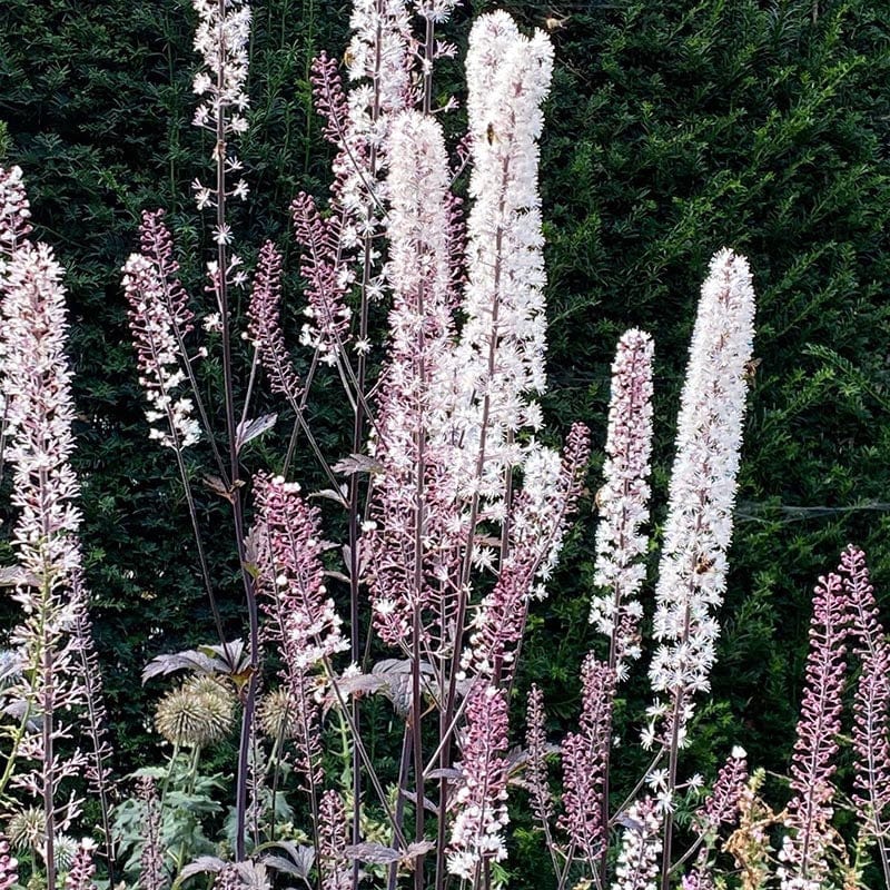 Cimicifuga Cordifolia Flower Seeds