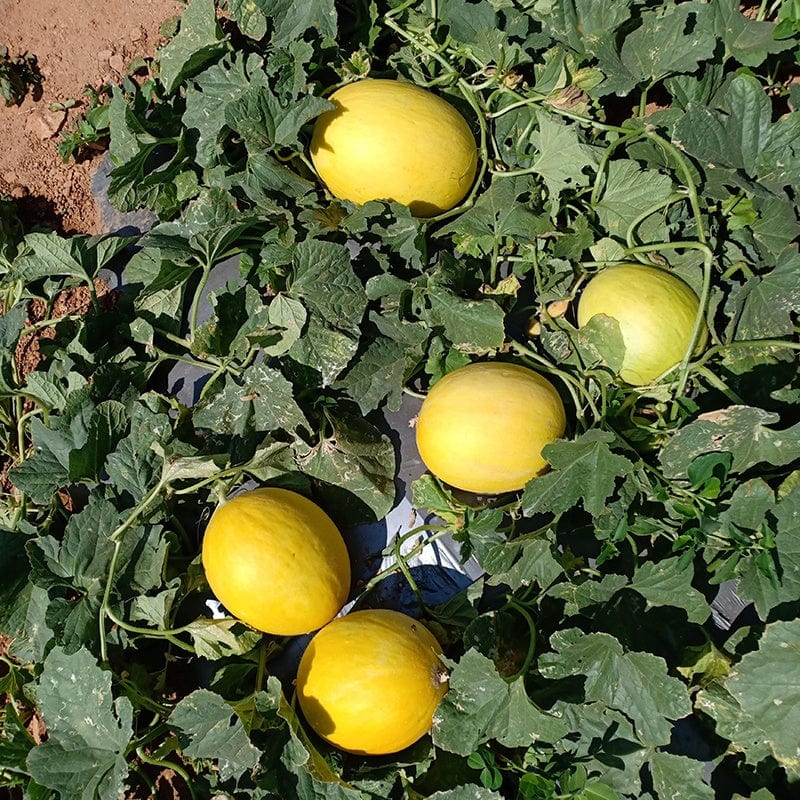 Melon Budgie F1 Vegetable Seeds