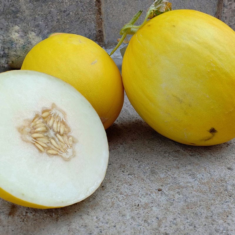 Melon Budgie F1 Vegetable Seeds