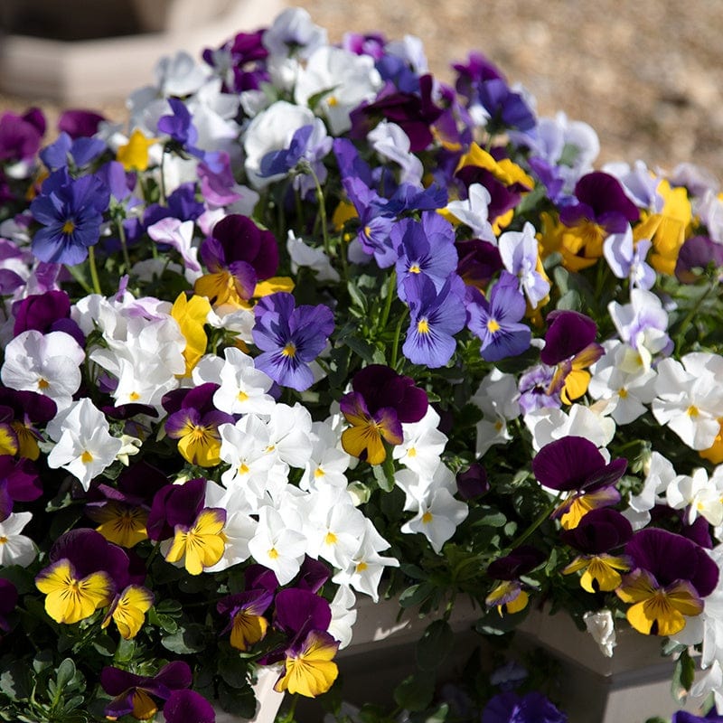 Pansy Freefall Flower Seeds