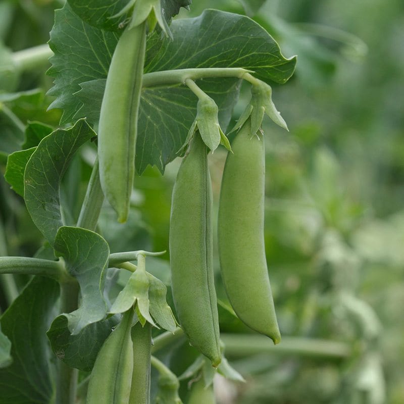 Pea (Sugar Snap) Heart Vegetable Seeds