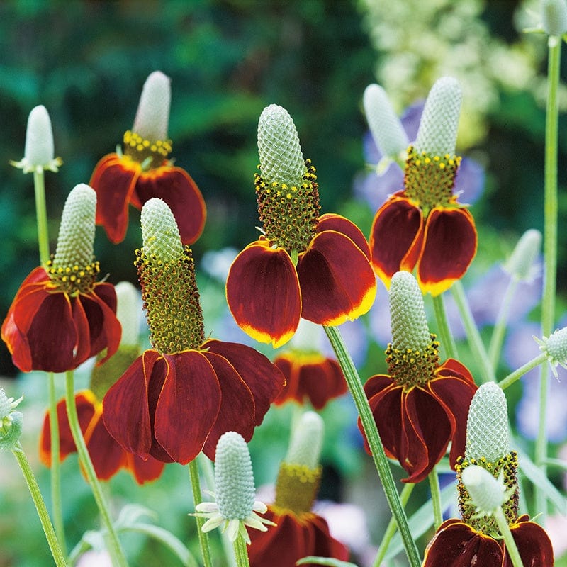 Ratibida (Mexican Hat) Flower Seeds