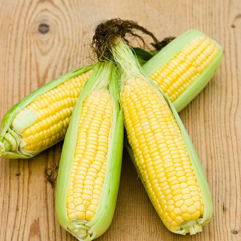 Sweet Corn Mirai Picnic F1 Vegetable Seeds