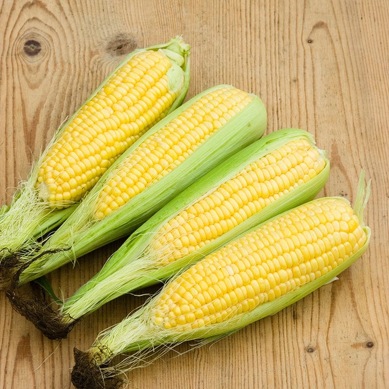 Sweet Corn Mirai Picnic F1 Vegetable Seeds