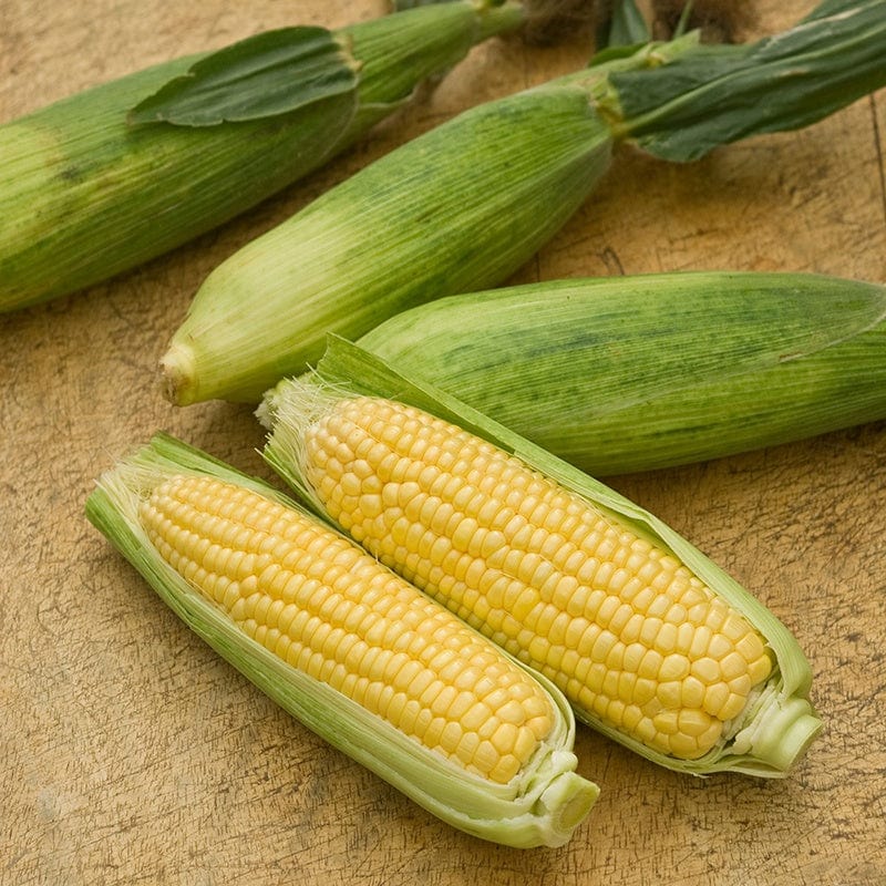 Sweet Corn Mirai Picnic F1 Vegetable Seeds