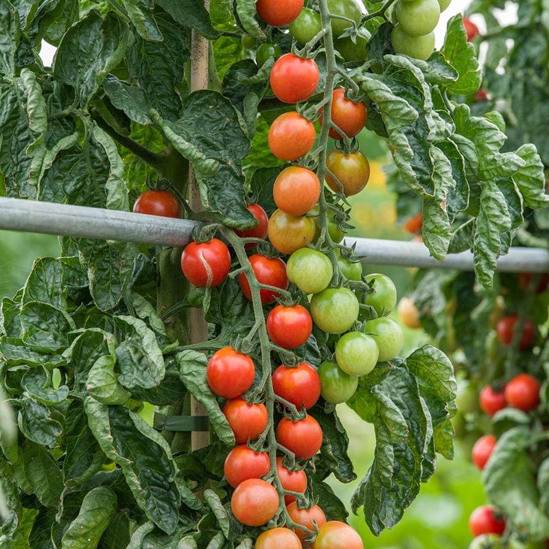 Tomato (Cherry) Arielle F1 Vegetable Seeds