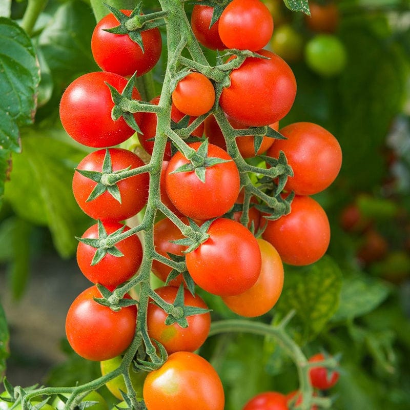 Tomato (Cherry) Arielle F1 Vegetable Seeds