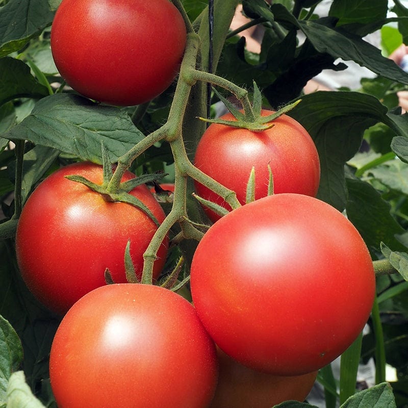 Tomato (Standard) Paoline F1 Vegetable Seeds