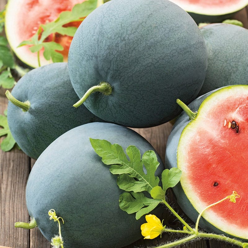 Watermelon Magia Negra F1 Vegetable Seeds