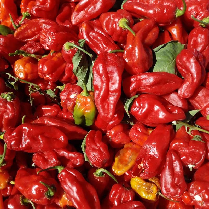 Pepper (Chilli) Habahot F1 Vegetable Seeds