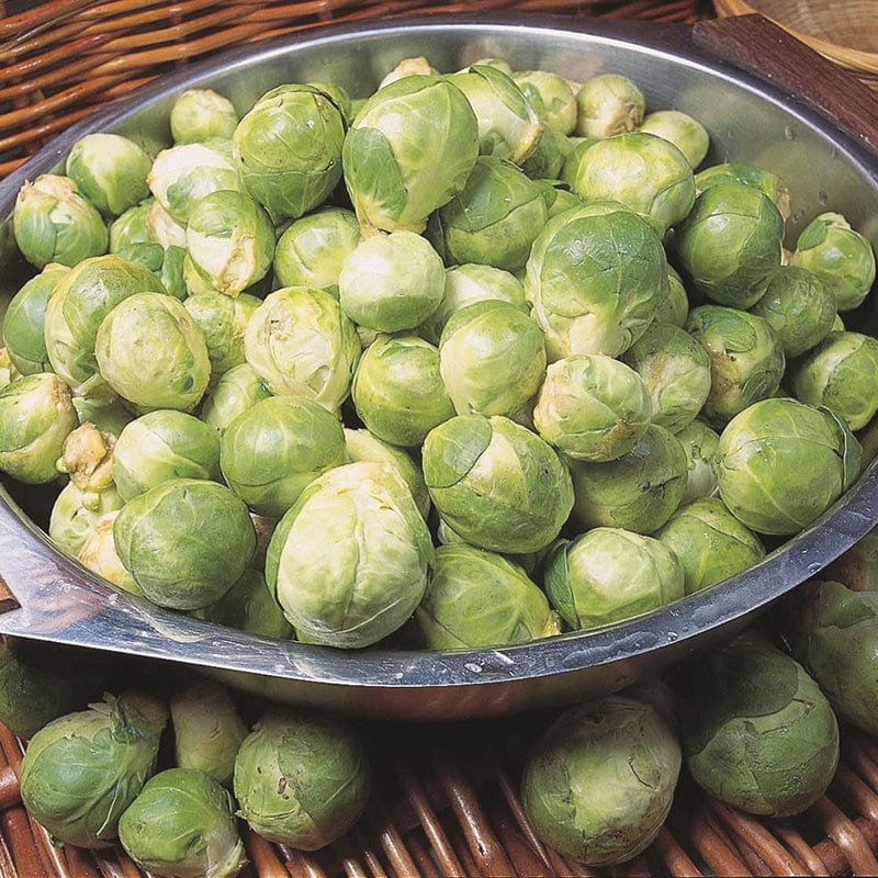 Brussels Sprout Cascade F1 Vegetable Seeds