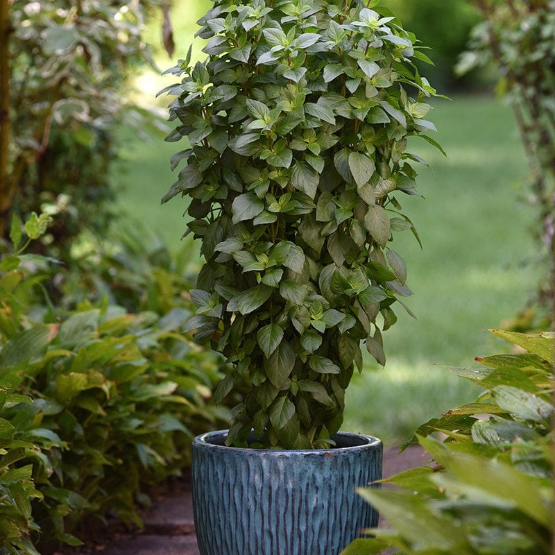 Basil Everleaf Thai Towers Herb Seeds