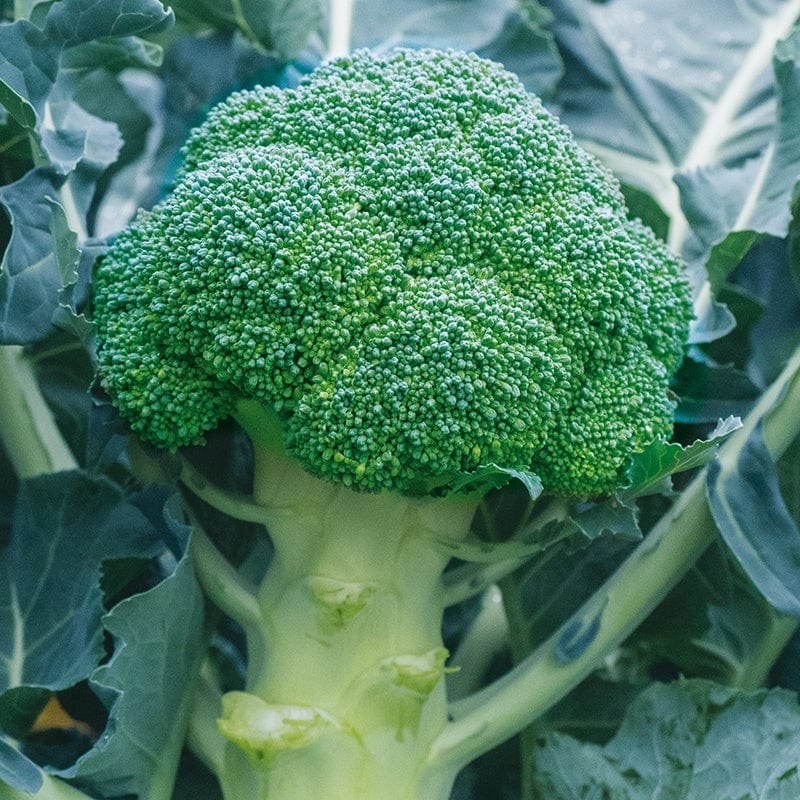 Broccoli Babilon F1 Vegetable Seeds
