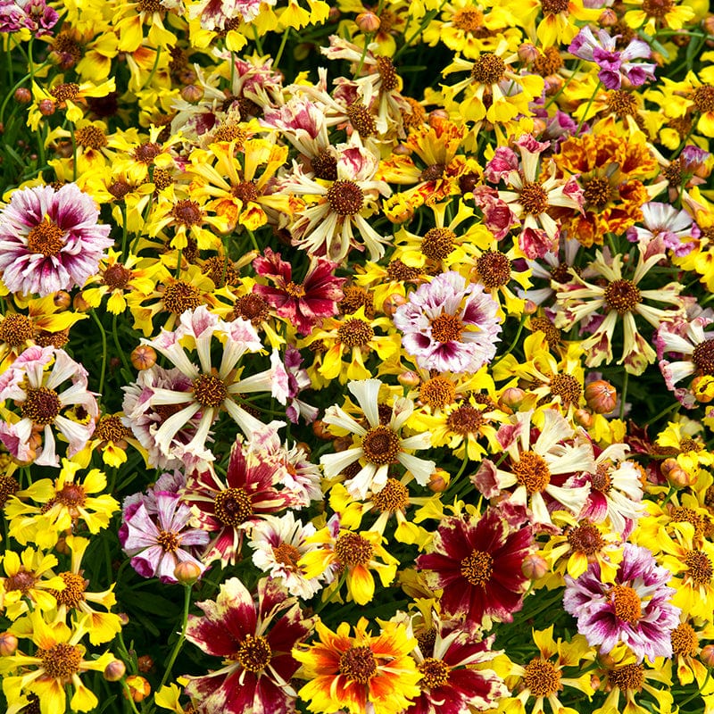 Coreopsis Incredible! Sea Shells Mix Flower Seeds