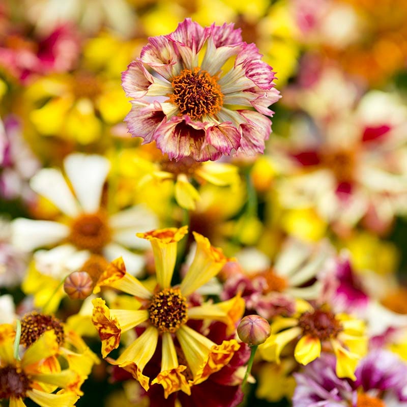 Coreopsis Incredible! Sea Shells Mix Flower Seeds