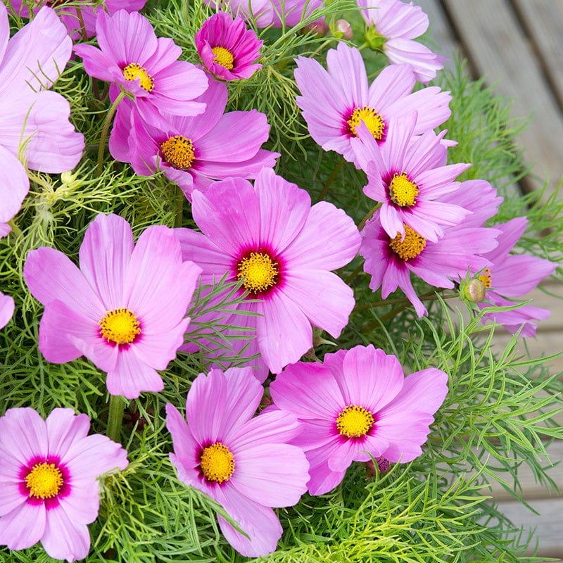 Cosmos Candyfloss Pink Sunrise Flower Seeds