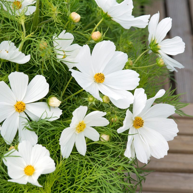 Cosmos Candyfloss White Flower Seeds