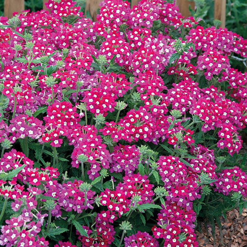 Verbena Scentsation Red Flower Seeds