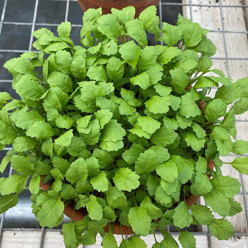 Cress Pepper Vegetable Seeds