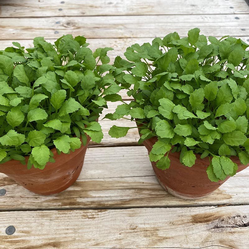 Cress Pepper Vegetable Seeds