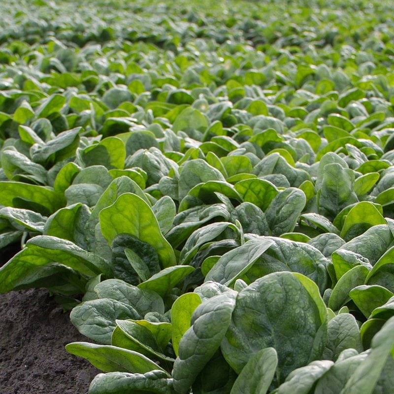 Spinach Monteray F1 Vegetable Seeds