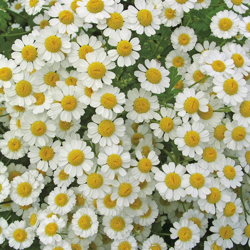 Tanacetum partenium Feverfew Flower Seeds