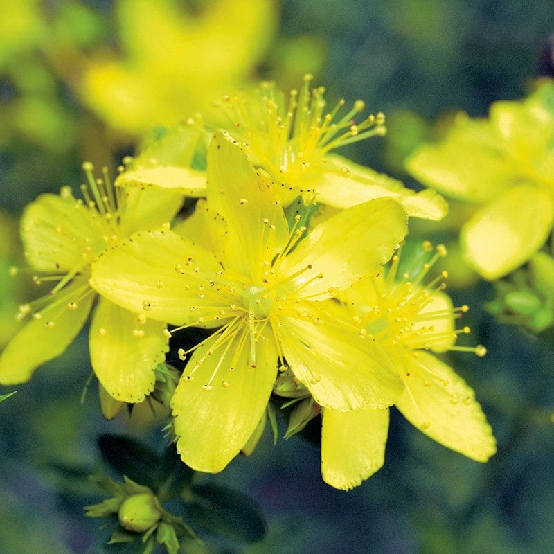 Hypericum perforatum St John's Wort Flower Seeds