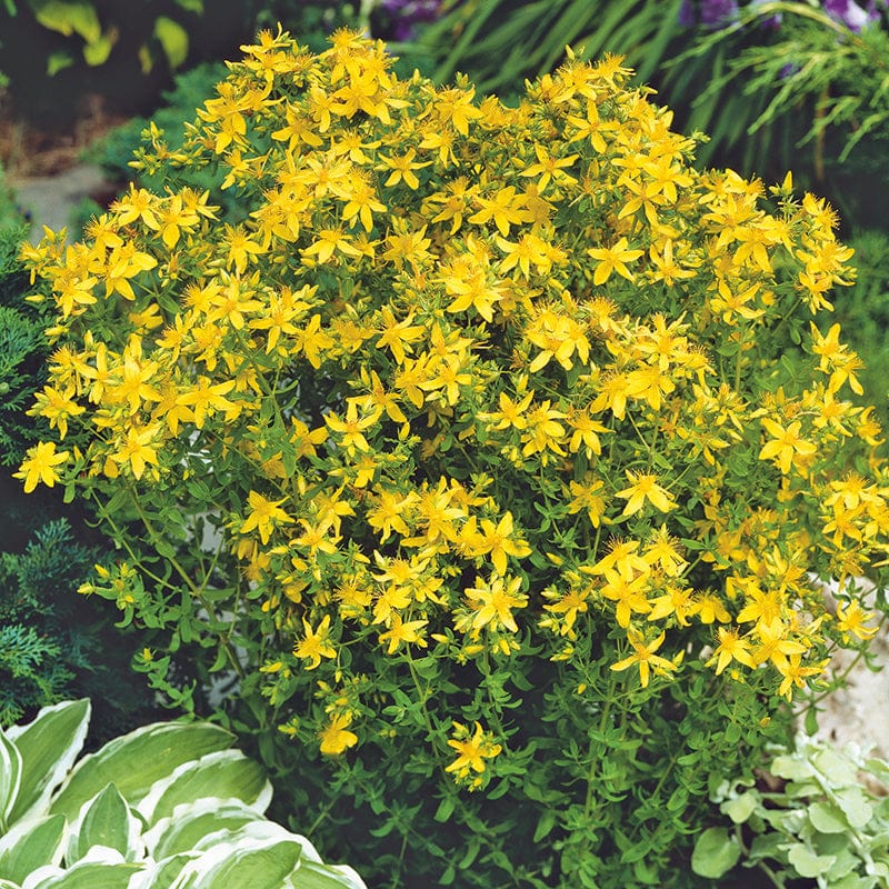 Hypericum perforatum St John's Wort Flower Seeds