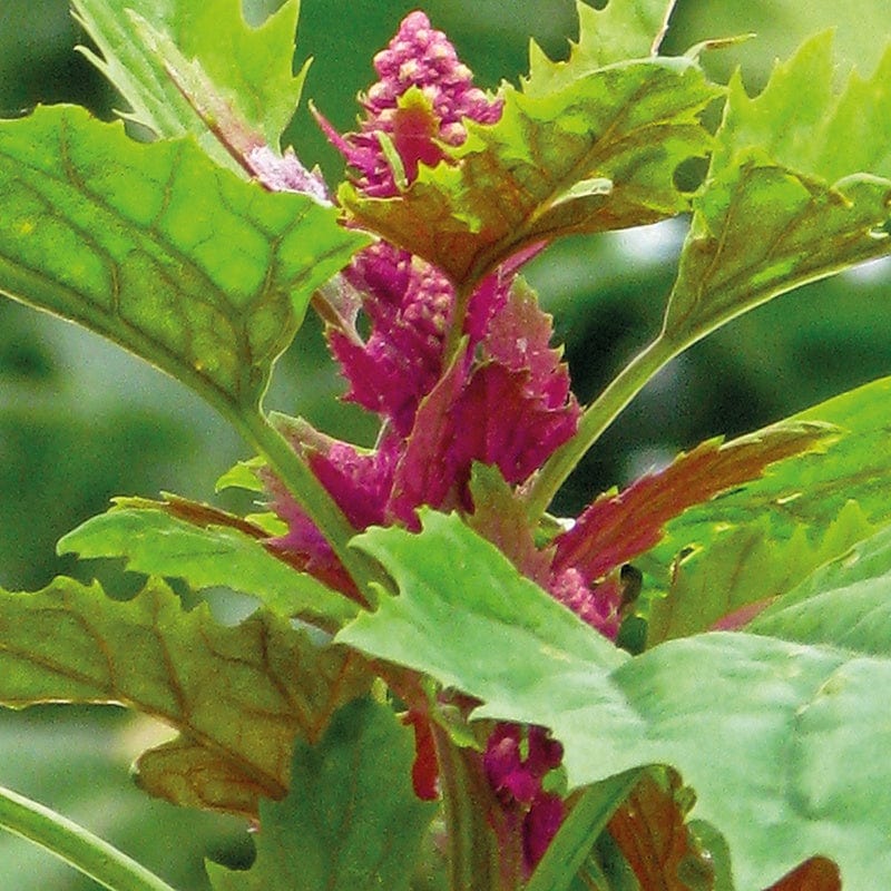 Chenopodium giganteum (Tree Spinach) Vegetable Seeds