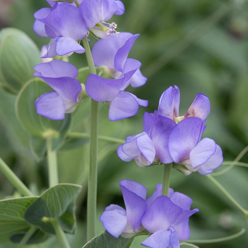 Sweet Pea Lord Anson's Pea Flower Seeds