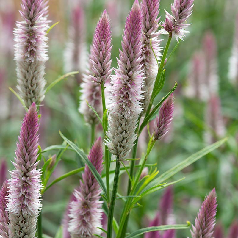 Celosia spicata Xantippe Flower Seeds