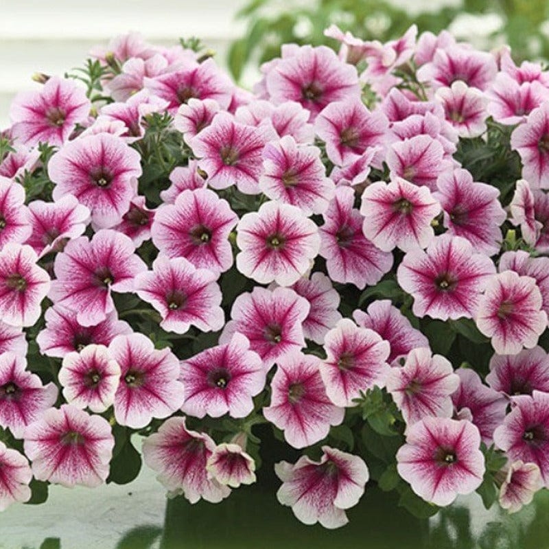 Petunia Opera Supreme Raspberry Ice Flower Seeds