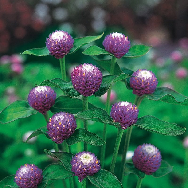 Gomphrena Atomic Purple Flower Seeds