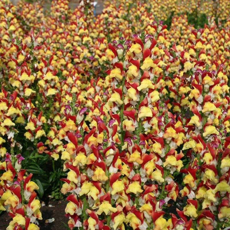 Antirrhinum Mango Twist Flower Seeds