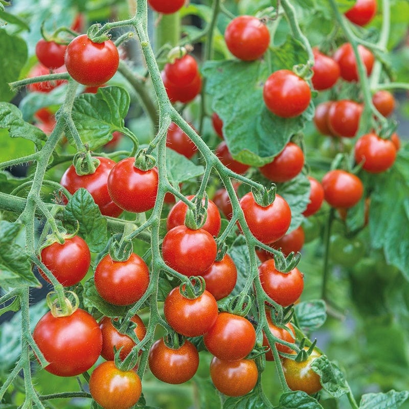 Tomato (Cherry) Sweet Million F1 Vegetable Seeds