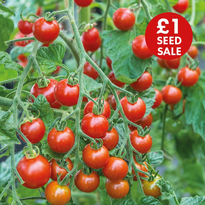 Tomato (Cherry) Sweet Million F1 Vegetable Seeds