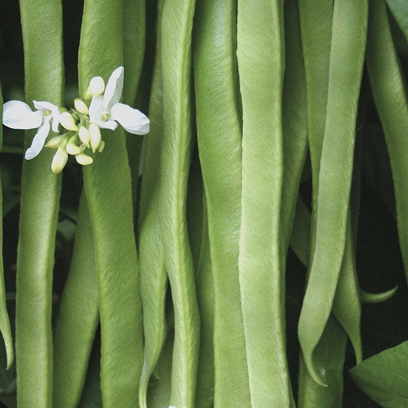 Runner Bean Snowstorm F1 Vegetable Seeds