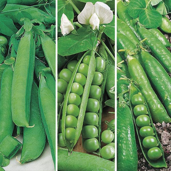 Pea Season Long Cropping Seed Collection
