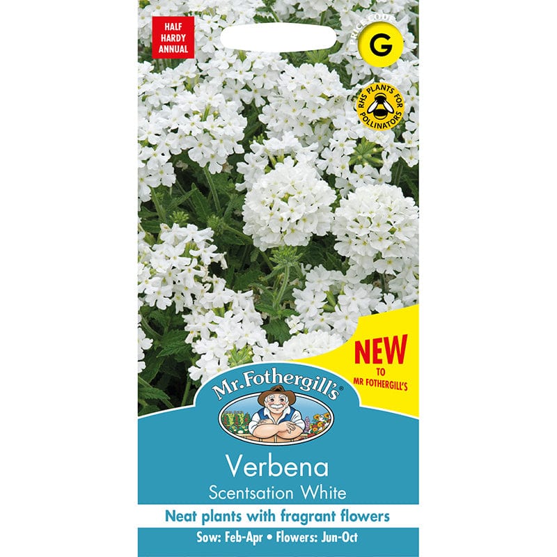 Verbena Scentsation White Seeds