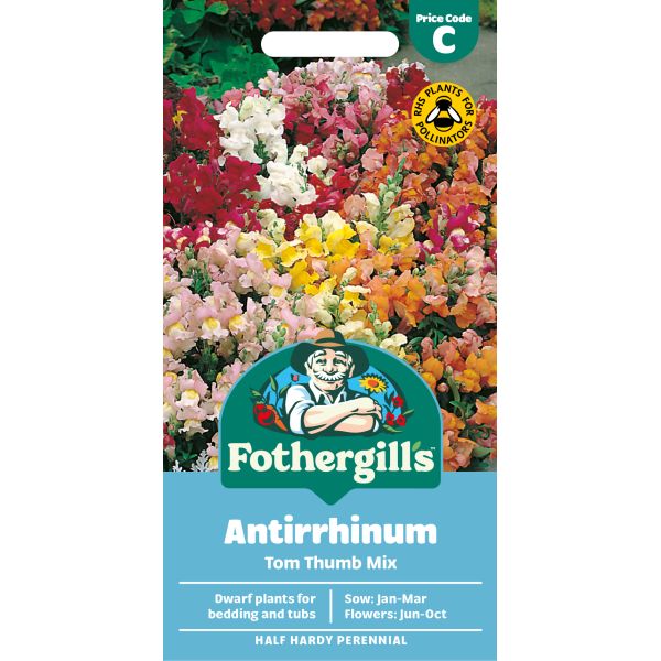Antirrhinum Tom Thumb Mixed Seeds