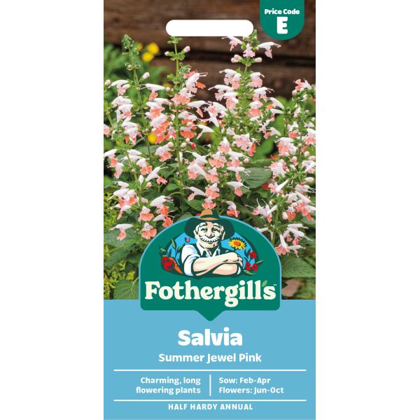 50 Bumbleblue Salvia Seeds Flower Seed Perennial Flowers 605 US SELLE Butterfly