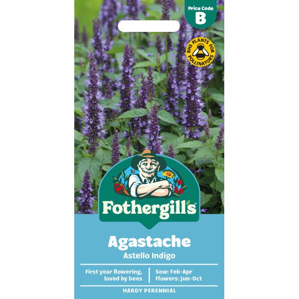Agastache Astello Indigo Flower Seeds