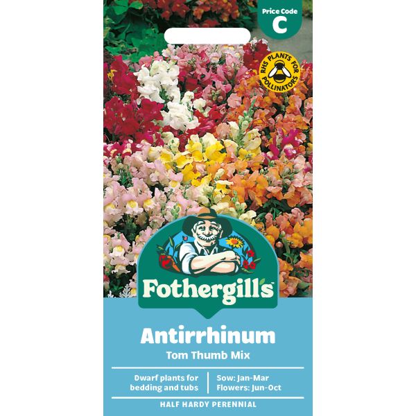 Antirrhinum Tom Thumb Mixed Seeds