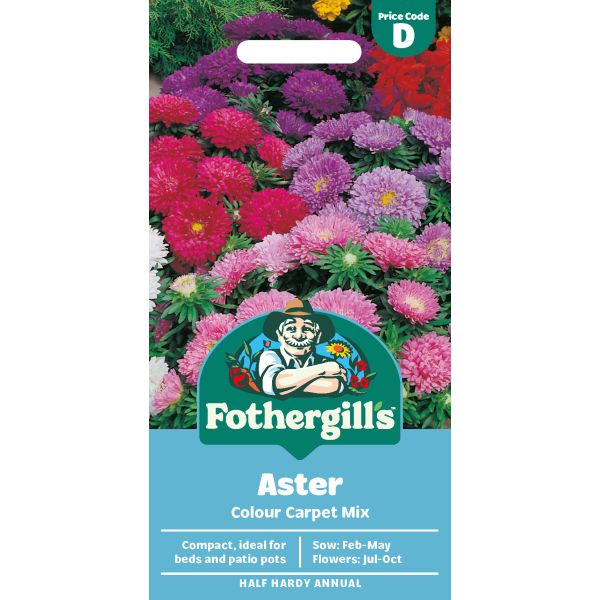 Aster Colour Carpet Mixed