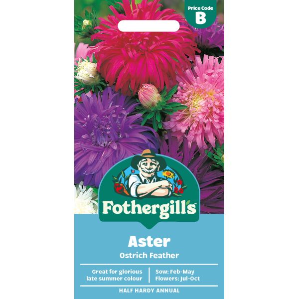 Aster Ostrich Feather Seeds