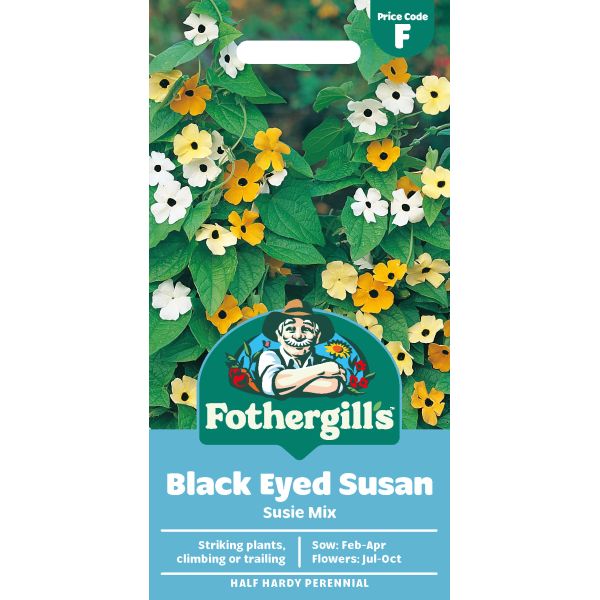 eyed Susan Susie Mixed