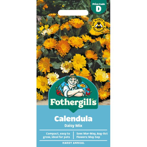 Calendula Daisy