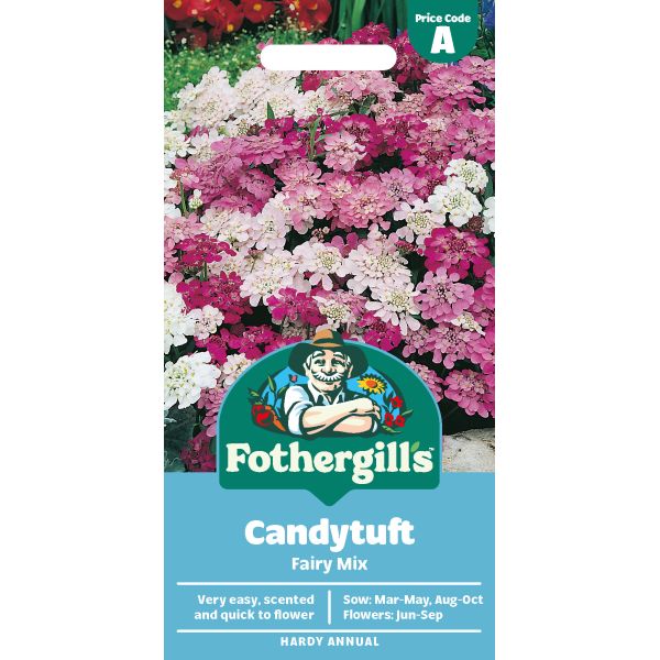 Candytuft Fairy Seeds