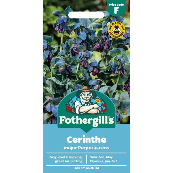 Cerinthe major purpurascens Seeds