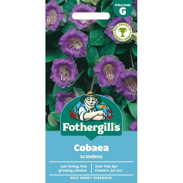 Cobaea scandens Seeds